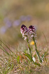 Neotinea ustulata (Orchidaceae)  - Néotinée brûlée, Orchis brûlé - Burnt Orchid Lozere [France] 25/05/2010 - 990m