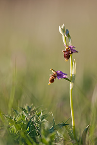 Ophrys scolopax (Orchidaceae)  - Ophrys bécasse Lozere [France] 27/05/2010 - 870m