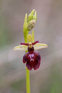 Ophrys x hybrida (Orchidaceae)  - Ophrys hybrideOphrys insectifera x Ophrys sphegodes. Seine-et-Marne [France] 13/05/2010 - 140m