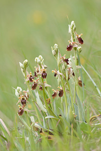 Ophrys x obscura (Orchidaceae)  - Ophrys obscurOphrys fuciflora x Ophrys sphegodes. Seine-et-Marne [France] 13/05/2010 - 140m