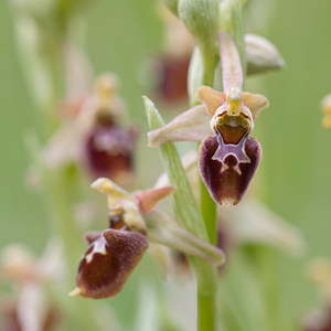 Ophrys x obscura (Orchidaceae)  - Ophrys obscurOphrys fuciflora x Ophrys sphegodes. Seine-et-Marne [France] 13/05/2010 - 130m