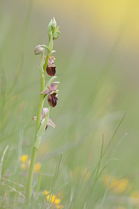 Ophrys x obscura (Orchidaceae)  - Ophrys obscurOphrys fuciflora x Ophrys sphegodes. Seine-et-Marne [France] 13/05/2010 - 130m