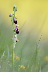 Ophrys x obscura (Orchidaceae)  - Ophrys obscurOphrys fuciflora x Ophrys sphegodes. Seine-et-Marne [France] 13/05/2010 - 130m