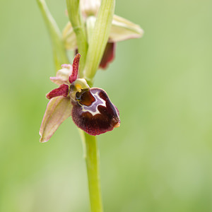 Ophrys x obscura (Orchidaceae)  - Ophrys obscurOphrys fuciflora x Ophrys sphegodes. Seine-et-Marne [France] 13/05/2010 - 140m