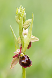 Ophrys x obscura (Orchidaceae)  - Ophrys obscurOphrys fuciflora x Ophrys sphegodes. Seine-et-Marne [France] 13/05/2010 - 140m