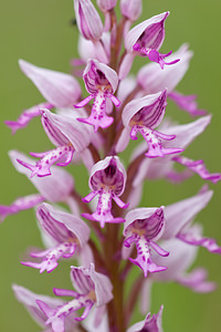 Orchis militaris (Orchidaceae)  - Orchis militaire, Casque militaire, Orchis casqué - Military Orchid Meuse [France] 14/05/2010 - 280m