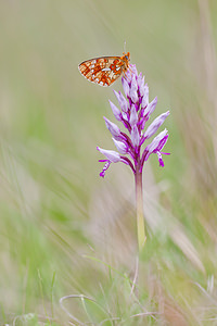 Orchis militaris (Orchidaceae)  - Orchis militaire, Casque militaire, Orchis casqué - Military Orchid Meuse [France] 15/05/2010 - 290mAvec dessus le Grand Collier argent?, Boloria euphrosyne