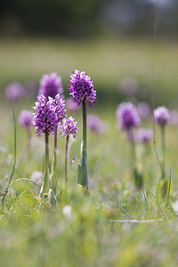 Orchis simia (Orchidaceae)  - Orchis singe - Monkey Orchid Lozere [France] 23/05/2010 - 890m