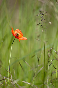 Papaver dubium (Papaveraceae)  - Pavot douteux, Petit coquelicot Lozere [France] 28/05/2010 - 830m