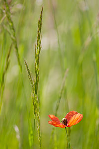 Papaver dubium (Papaveraceae)  - Pavot douteux, Petit coquelicot Lozere [France] 28/05/2010 - 830m