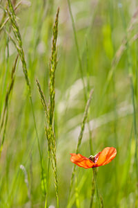 Papaver dubium (Papaveraceae)  - Pavot douteux, Petit coquelicot Lozere [France] 28/05/2010 - 830m