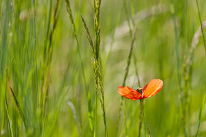 Papaver dubium (Papaveraceae)  - Pavot douteux, Petit coquelicot Lozere [France] 28/05/2010 - 830m