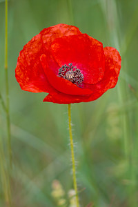 Papaver rhoeas (Papaveraceae)  - Coquelicot, Grand coquelicot, Pavot coquelicot - Common Poppy Lozere [France] 27/05/2010 - 830m