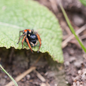 Philaeus chrysops (Salticidae)  - Saltique sanguinolent Seine-et-Marne [France] 13/05/2010 - 140m