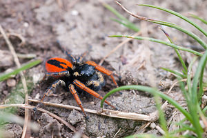 Philaeus chrysops (Salticidae)  - Saltique sanguinolent Seine-et-Marne [France] 13/05/2010 - 140m