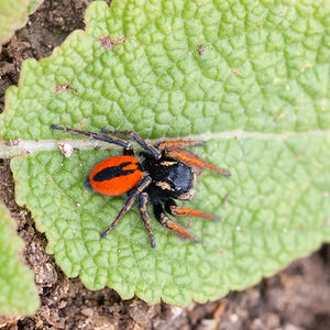 Philaeus chrysops (Salticidae)  - Saltique sanguinolent Seine-et-Marne [France] 13/05/2010 - 140m