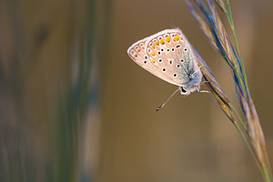 Polyommatus icarus (Lycaenidae)  - Azuré de la Bugrane, Argus bleu - Common Blue Herault [France] 23/05/2010 - 180m