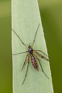 Ptychoptera contaminata (Ptychopteridae)  Meuse [France] 14/05/2010 - 250m