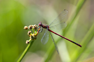 Pyrrhosoma nymphula (Coenagrionidae)  - Petite nymphe au corps de feu - Large Red Damselfly Herault [France] 24/05/2010 - 180m