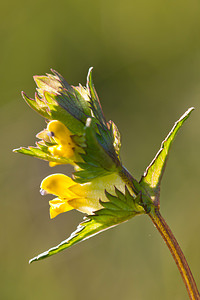 Rhinanthus minor (Orobanchaceae)  - Rhinanthe mineur, Petit cocriste, Petit rhinanthe, Rhinanthe à petites fleurs - Yellow-rattle Lozere [France] 27/05/2010 - 870m