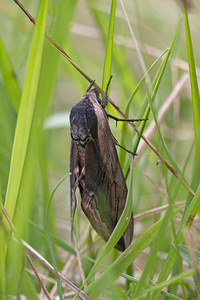 Sphinx ligustri (Sphingidae)  - Sphinx du Troène - Privet Hawk-moth Meuse [France] 15/05/2010 - 290m