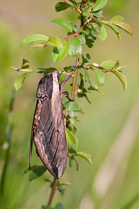 Sphinx ligustri (Sphingidae)  - Sphinx du Troène - Privet Hawk-moth Meuse [France] 15/05/2010 - 290m