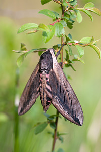 Sphinx ligustri (Sphingidae)  - Sphinx du Troène - Privet Hawk-moth Meuse [France] 15/05/2010 - 290m