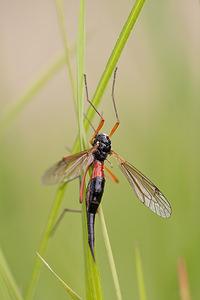 Tanyptera atrata (Tipulidae)  Meuse [France] 16/05/2010 - 160m