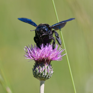 Xylocopa violacea (Apidae)  - Abeille charpentière, Xylocope violette - Violet Carpenter Bee Herault [France] 24/05/2010 - 180m