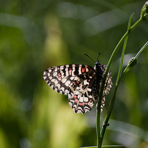 Zerynthia rumina (Papilionidae)  - Proserpine - Spanish Festoon Herault [France] 24/05/2010 - 180m