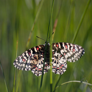 Zerynthia rumina (Papilionidae)  - Proserpine - Spanish Festoon Herault [France] 24/05/2010 - 180m