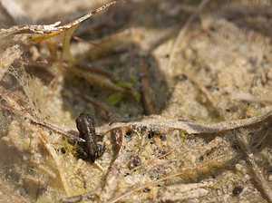 Epidalea calamita (Bufonidae)  - Crapaud calamite - Natterjack Nord [France] 05/06/2010 - 10m