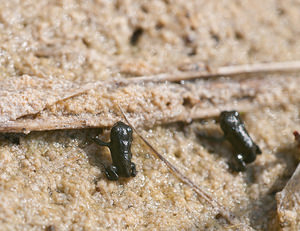 Epidalea calamita (Bufonidae)  - Crapaud calamite - Natterjack Nord [France] 05/06/2010 - 10m