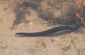 Hirudo medicinalis (Hirudinidae)  - Sangsue médicinale, Sangsue médicinale européenne - Medicinal Leech, European medicinal leech Nord [France] 05/06/2010 - 10m