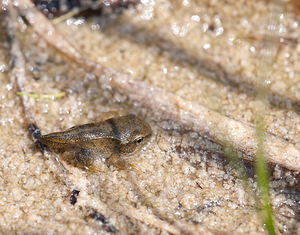 Rana temporaria (Ranidae)  - Grenouille rousse - Grass Frog Nord [France] 05/06/2010 - 10m