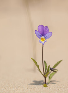 Viola tricolor subsp. curtisii Violette de Curtis, Pensée de Curtis