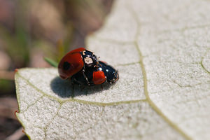 Adalia bipunctata (Coccinellidae)  - Coccinelle à deux points - Two-spot Ladybird Nord [France] 18/07/2010 - 20mM?le forme typique et femelle forme quadrimaculata