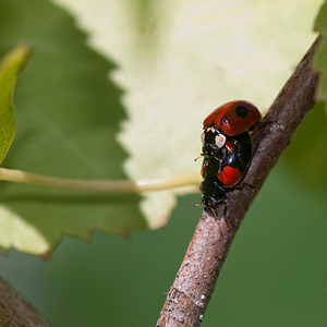 Adalia bipunctata (Coccinellidae)  - Coccinelle à deux points - Two-spot Ladybird Nord [France] 18/07/2010 - 20mM?le forme typique et femelle forme quadrimaculata