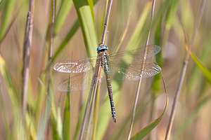 Aeshna affinis (Aeshnidae)  - aeschne affine - Southern Migrant Hawker Nord [France] 24/07/2010 - 10mici en limite nord de son aire