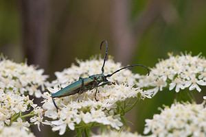 Aromia moschata (Cerambycidae)  - Parfumeur, Aromie musquée, Capricorne musqué - Musk Beetle Pas-de-Calais [France] 25/07/2010