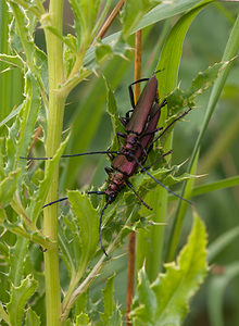 Aromia moschata (Cerambycidae)  - Parfumeur, Aromie musquée, Capricorne musqué - Musk Beetle Pas-de-Calais [France] 25/07/2010