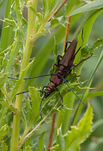 Aromia moschata (Cerambycidae)  - Parfumeur, Aromie musquée, Capricorne musqué - Musk Beetle Pas-de-Calais [France] 25/07/2010