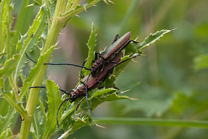 Aromia moschata (Cerambycidae)  - Parfumeur, Aromie musquée, Capricorne musqué - Musk Beetle Pas-de-Calais [France] 25/07/2010