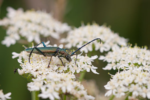 Aromia moschata (Cerambycidae)  - Parfumeur, Aromie musquée, Capricorne musqué - Musk Beetle Pas-de-Calais [France] 25/07/2010