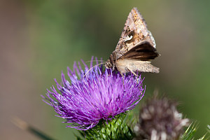 Autographa gamma (Noctuidae)  - Gamma - Silver Y Nord [France] 18/07/2010 - 20m