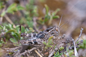 Calliptamus barbarus (Acrididae)  - Caloptène ochracé, Criquet de Barbarie Meuse [France] 12/07/2010 - 340m