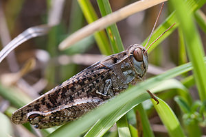 Calliptamus italicus (Acrididae)  - Caloptène italien, Criquet italien, Calliptame italique, Criquet italique Meuse [France] 12/07/2010 - 340m