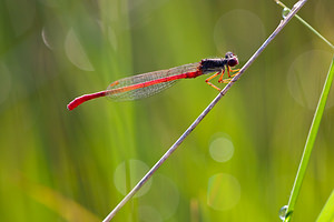 Ceriagrion tenellum (Coenagrionidae)  - Agrion délicat - Small Red Damselfly Marne [France] 11/07/2010 - 250m