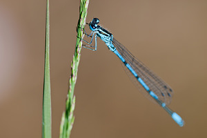 Coenagrion puella (Coenagrionidae)  - Agrion jouvencelle - Azure Damselfly Marne [France] 11/07/2010 - 250m