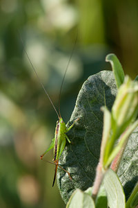 Conocephalus fuscus (Tettigoniidae)  - Conocéphale bigarré, Xiphidion Brun - Long-winged Conehead Nord [France] 24/07/2010 - 10m